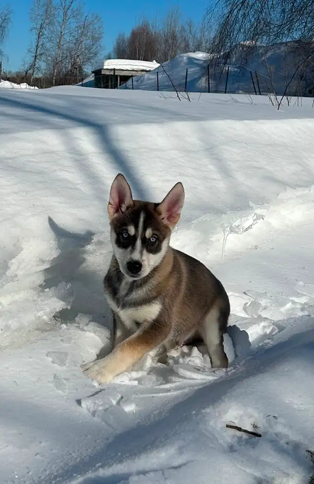 Beaux petits chiots Husky