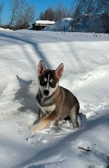 Beaux petits chiots Husky