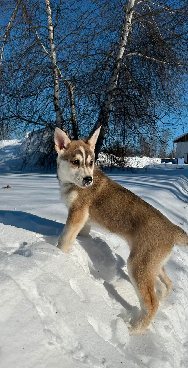 Beaux petits chiots Husky - Photo 2
