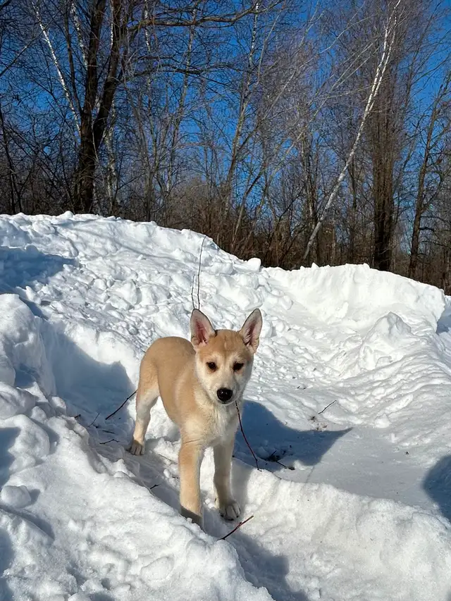 Beaux petits chiots Husky - Photo 3