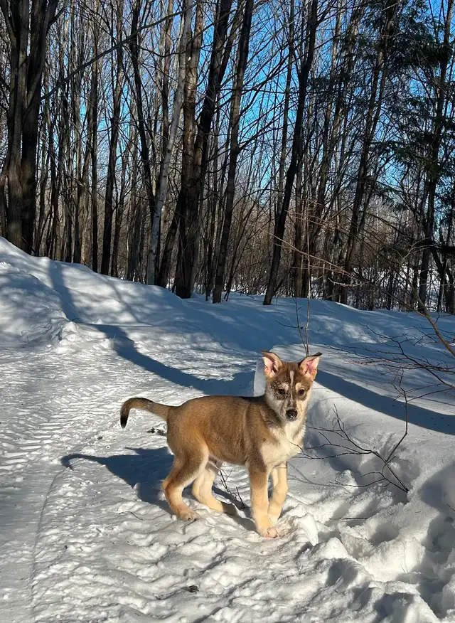 Beaux petits chiots Husky - Photo 4