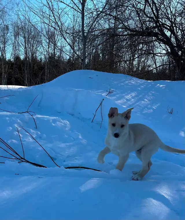 Beaux petits chiots Husky - Photo 5
