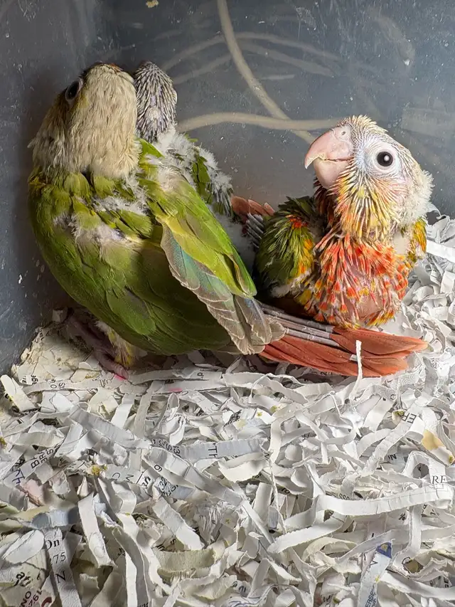 ❤️ Baby Conures / Cockatiels for sale HandFeeding ❤️ - Photo 4