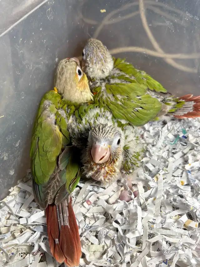 ❤️ Baby Conures / Cockatiels for sale HandFeeding ❤️ - Photo 6