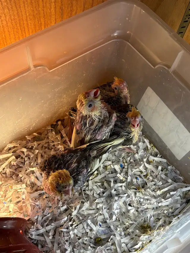 ❤️ Baby Conures / Cockatiels for sale HandFeeding ❤️ - Photo 8