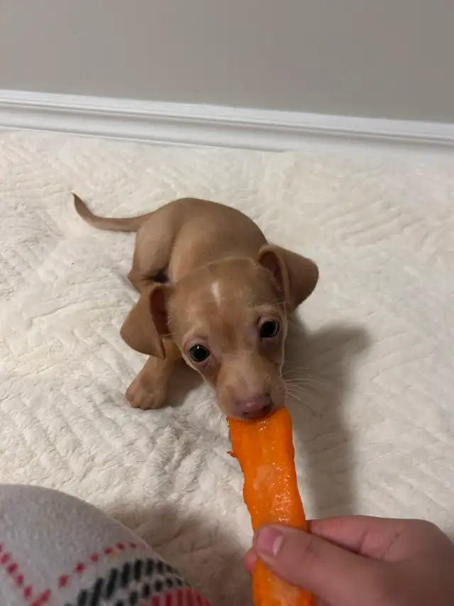 Pup for Rehoming - Photo 2