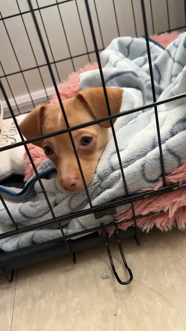 Pup for Rehoming - Photo 3