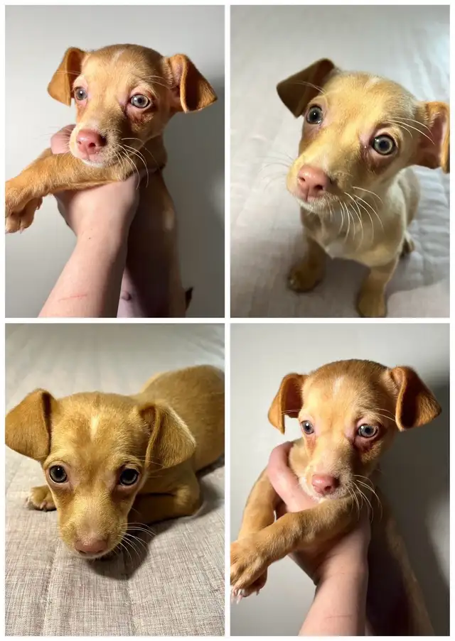 Pup for Rehoming - Photo 4