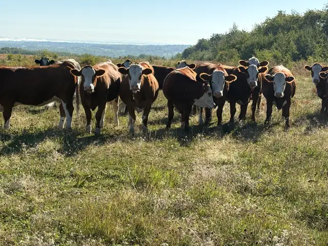 wanted traditional Simmental replacement heifers