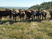 wanted traditional Simmental replacement heifers