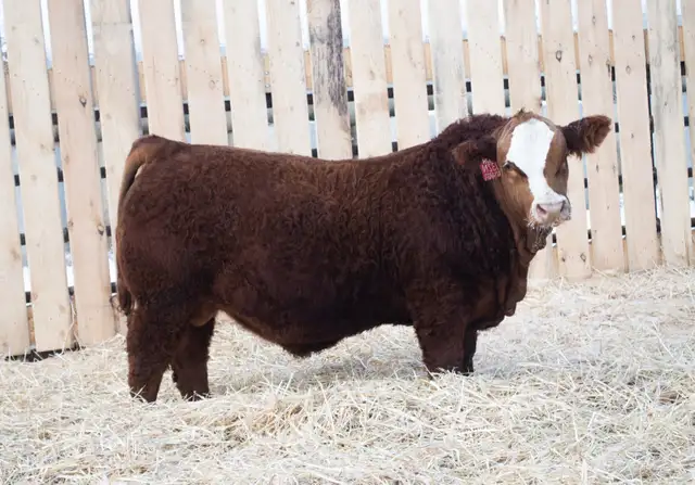 Simmental Bulls for Sale!