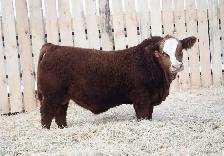 Simmental Bulls for Sale!