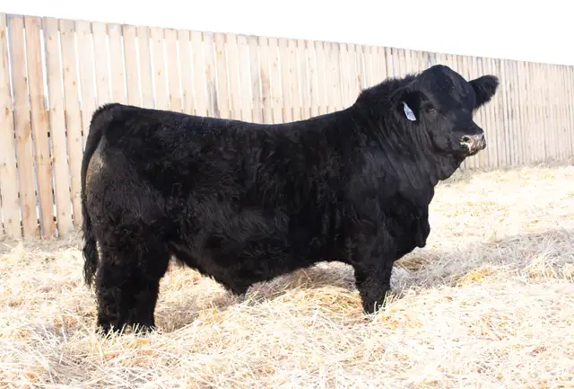 Simmental Bulls for Sale! - Photo 2