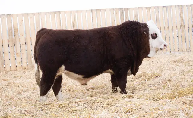 Simmental Bulls for Sale! - Photo 3