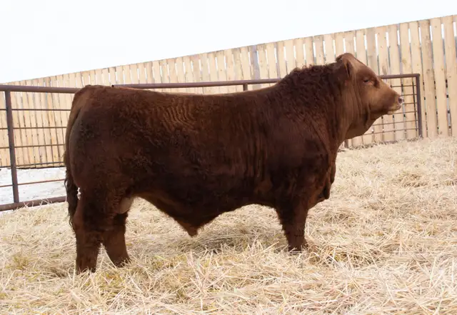 Simmental Bulls for Sale! - Photo 4