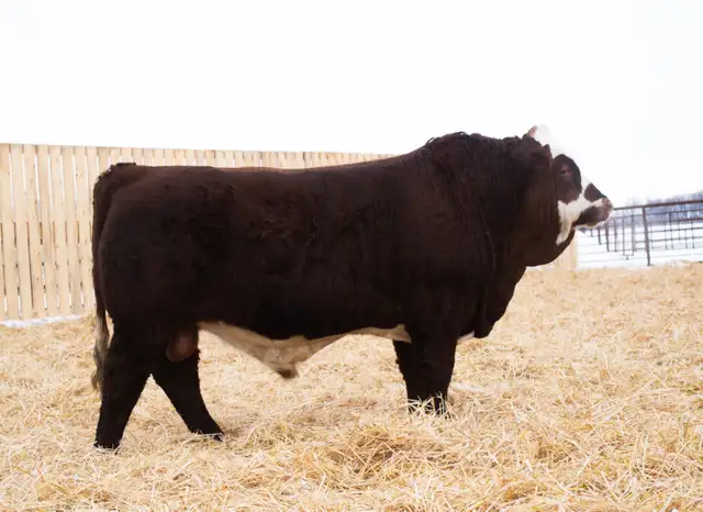 Simmental Bulls for Sale! - Photo 5