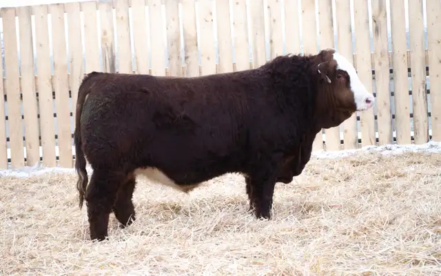 Simmental Bulls for Sale! - Photo 6