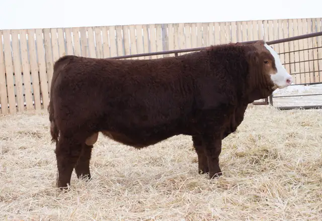 Simmental Bulls for Sale! - Photo 7