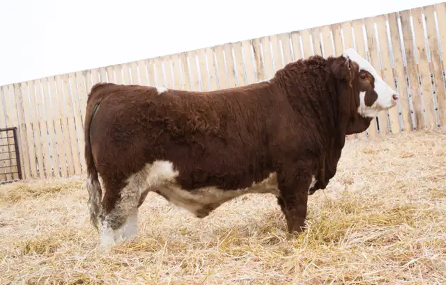 Simmental Bulls for Sale! - Photo 8