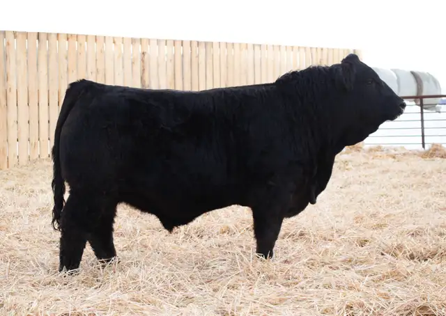 Simmental Bulls for Sale! - Photo 9