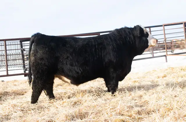 Simmental Bulls for Sale! - Photo 10