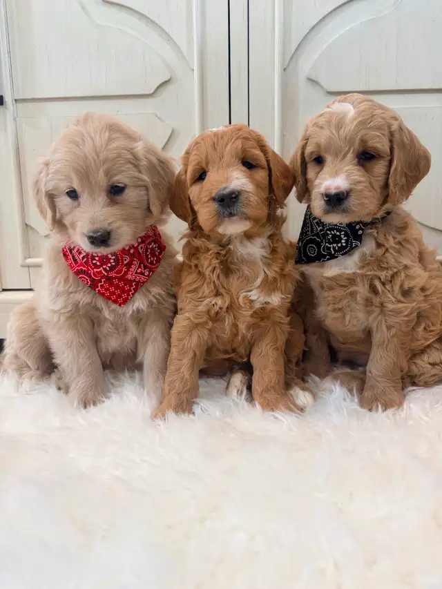 Mini Goldendoodle puppies F1