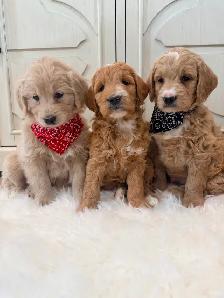 Mini Goldendoodle puppies F1