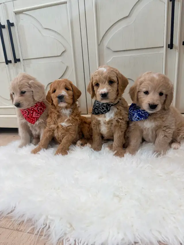 Mini Goldendoodle puppies F1 - Photo 2