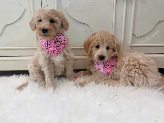 Mini Goldendoodle puppies F1 - Photo 3