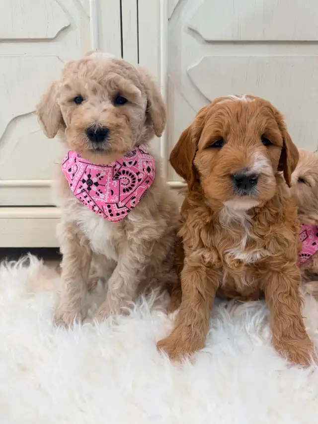 Mini Goldendoodle puppies F1 - Photo 4