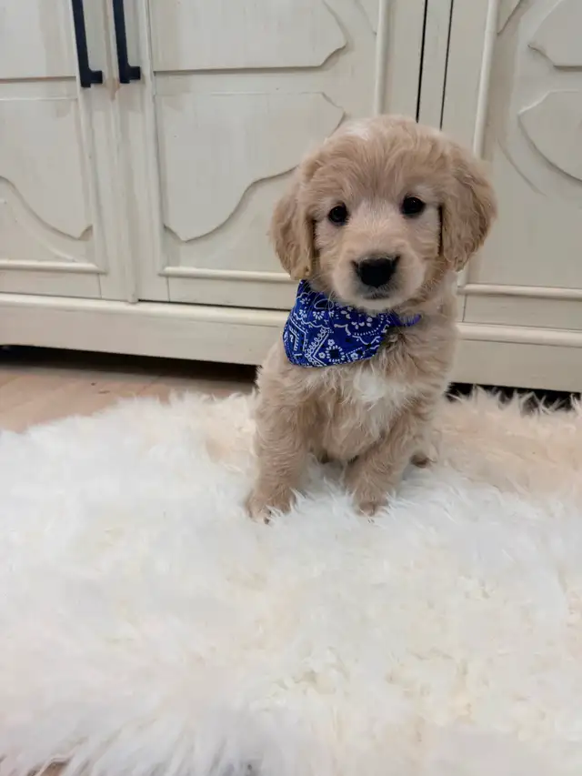 Mini Goldendoodle puppies F1 - Photo 5