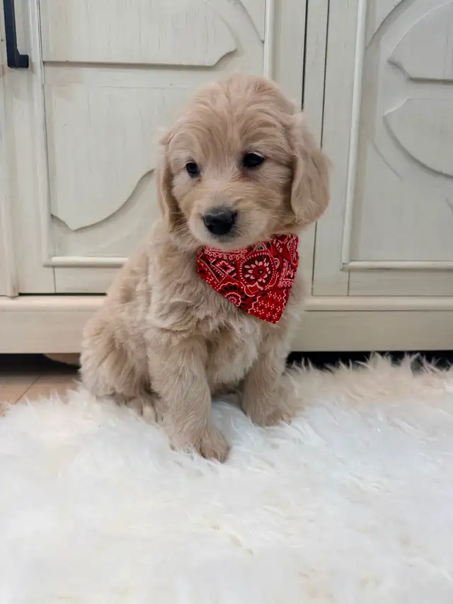 Mini Goldendoodle puppies F1 - Photo 6