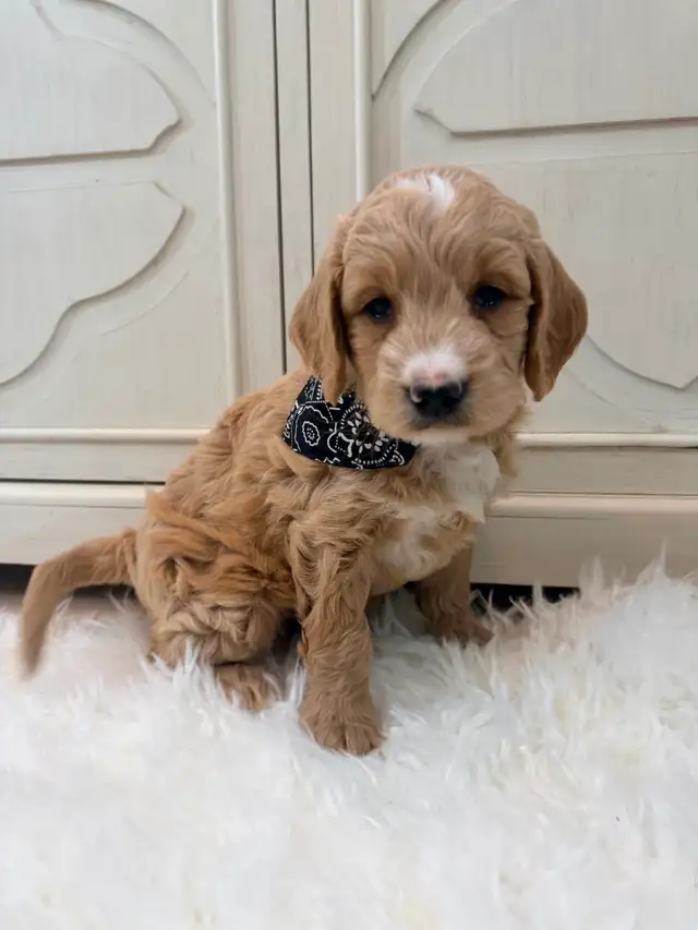 Mini Goldendoodle puppies F1 - Photo 7