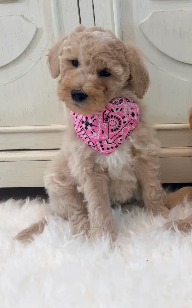 Mini Goldendoodle puppies F1 - Photo 8