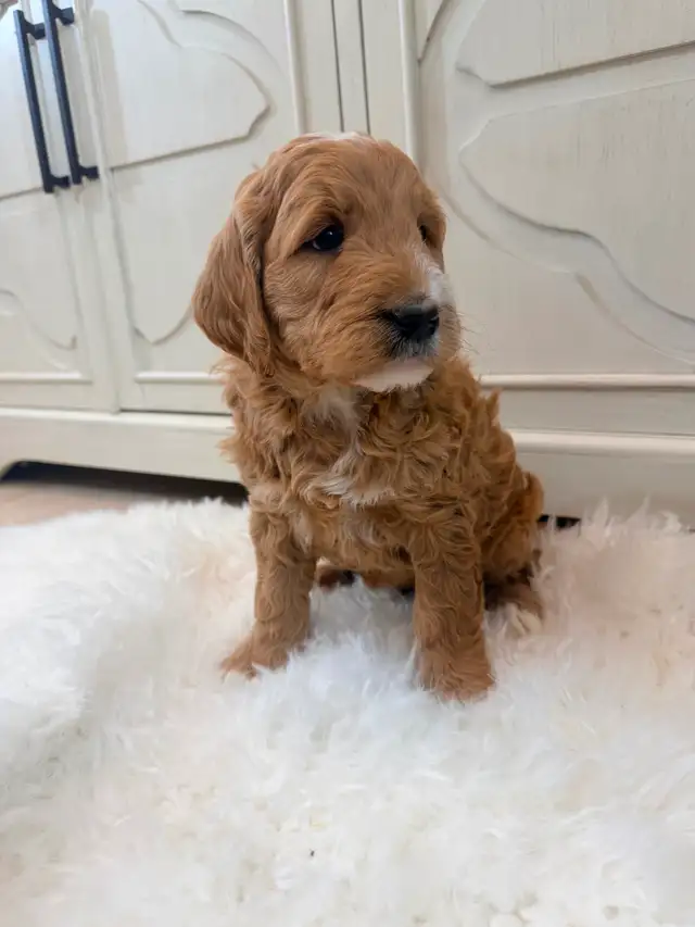 Mini Goldendoodle puppies F1 - Photo 9