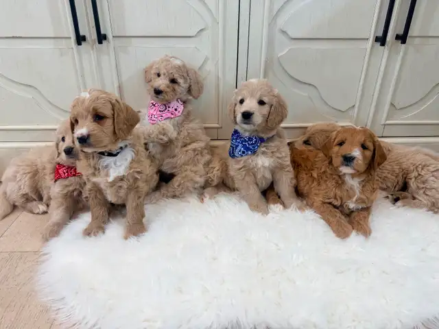 Mini Goldendoodle puppies F1 - Photo 10