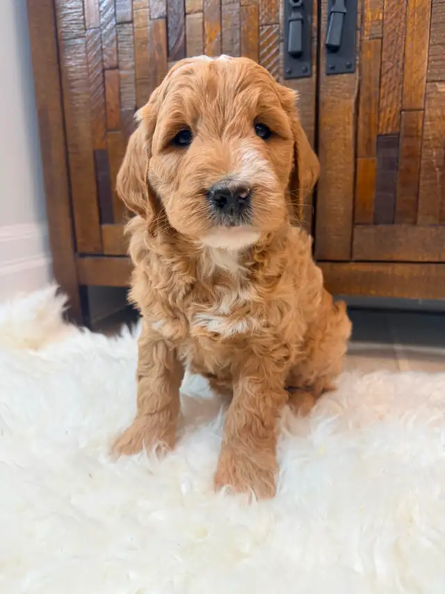 Beautiful Mini Goldendoodle Puppies Ready to Go!