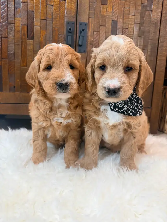 Beautiful Mini Goldendoodle Puppies Ready to Go! - Photo 2