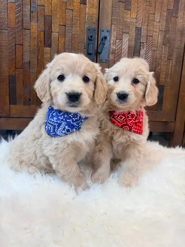 Beautiful Mini Goldendoodle Puppies Ready to Go! - Photo 3