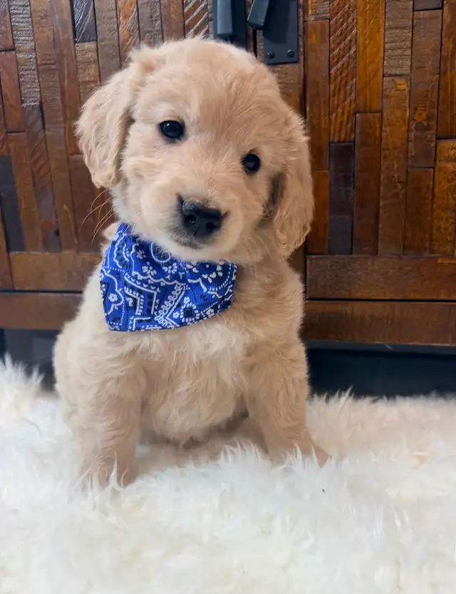 Beautiful Mini Goldendoodle Puppies Ready to Go! - Photo 4