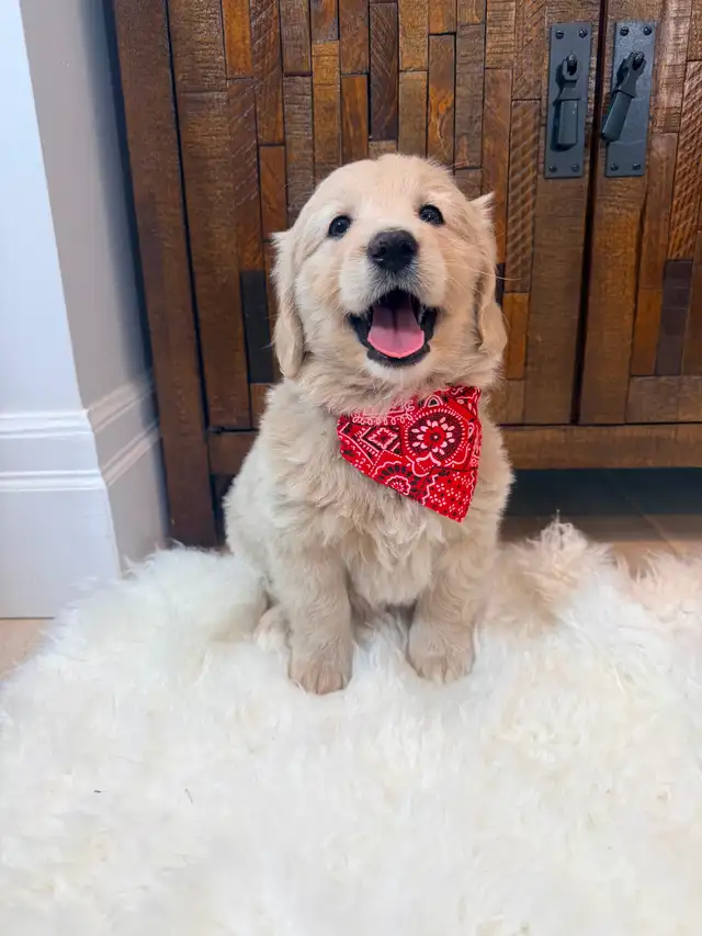 Beautiful Mini Goldendoodle Puppies Ready to Go! - Photo 5