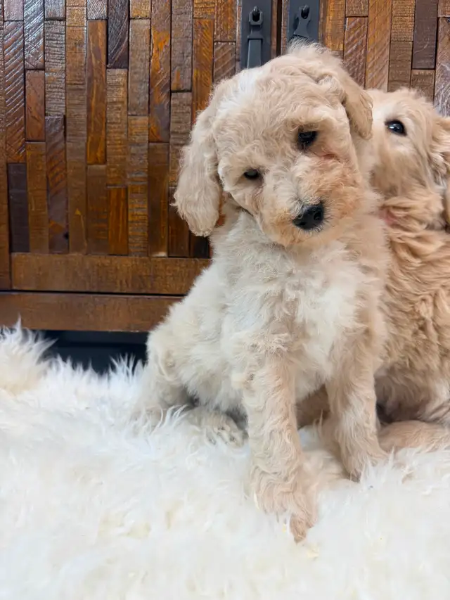Beautiful Mini Goldendoodle Puppies Ready to Go! - Photo 6