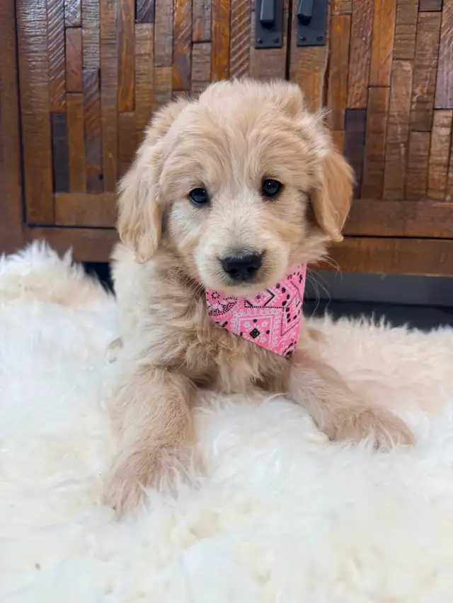 Beautiful Mini Goldendoodle Puppies Ready to Go! - Photo 7