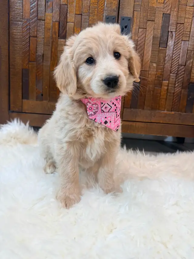 Beautiful Mini Goldendoodle Puppies Ready to Go! - Photo 8