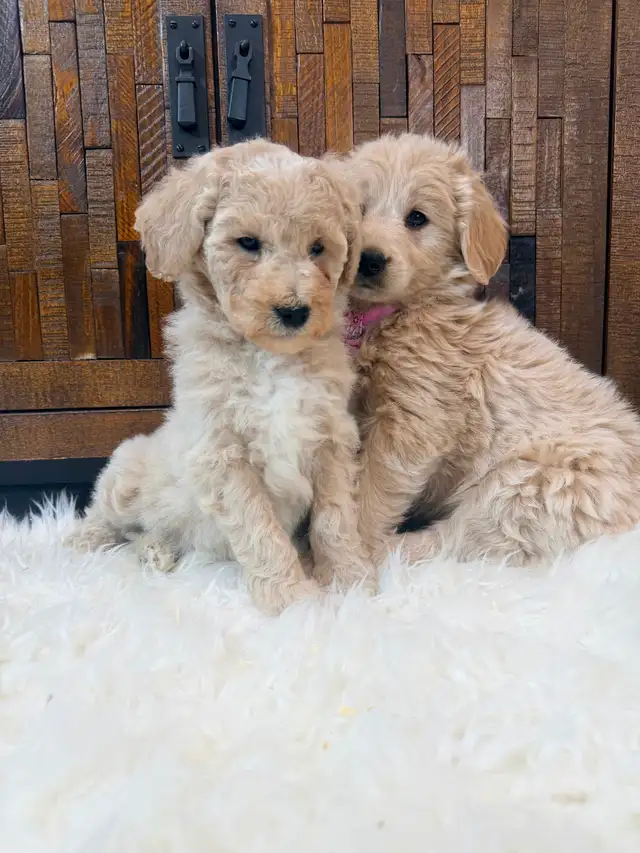 Beautiful Mini Goldendoodle Puppies Ready to Go! - Photo 9