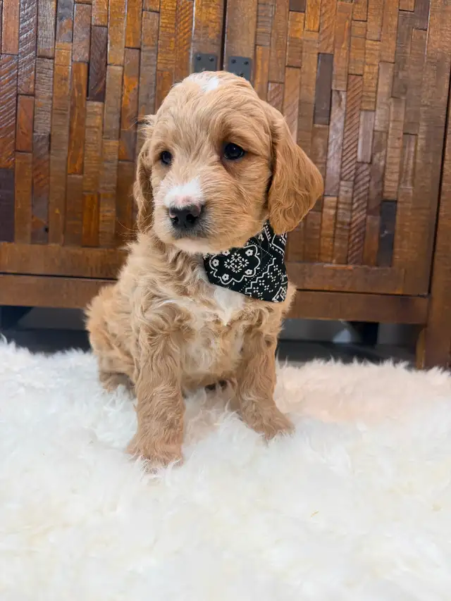 Beautiful Mini Goldendoodle Puppies Ready to Go! - Photo 10