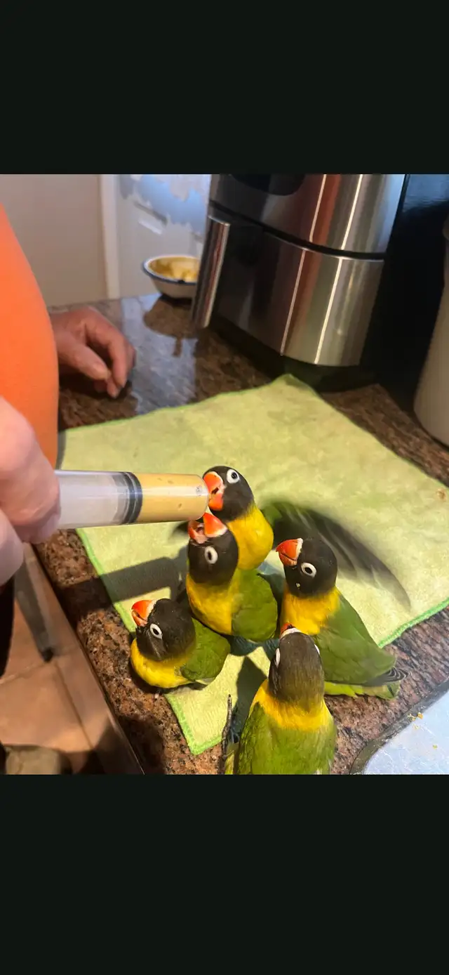 Inséparable nourri à la main