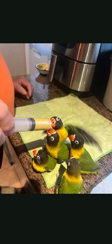 Inséparable nourri à la main