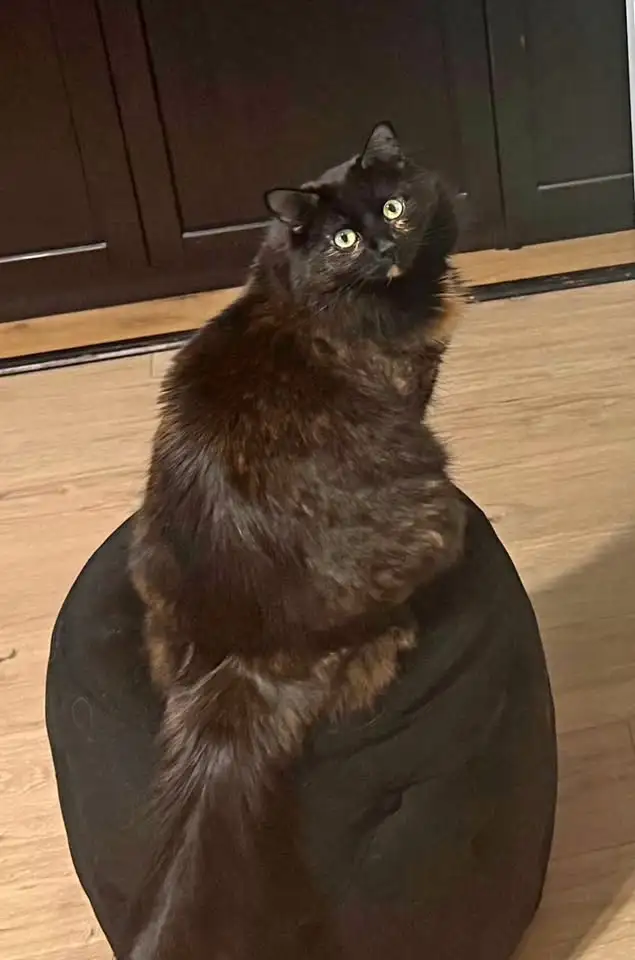 CALICO FEMALE CAT - MICROCHIPPED - MISSING!