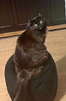 CALICO FEMALE CAT - MICROCHIPPED - MISSING!